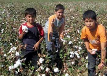 Ціни на бавовну досягли історичного максимуму