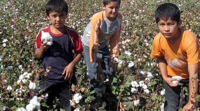 Ціни на бавовну досягли історичного максимуму