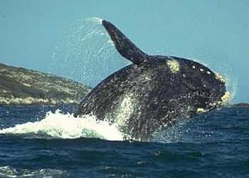 Японія припинила вбивати китів під тиском екологів