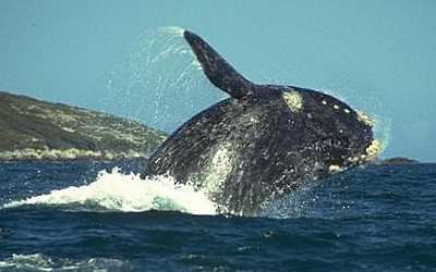 Японія припинила вбивати китів під тиском екологів