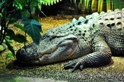 Студентів заарештували за спробу вкрасти алігаторів