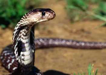 Єгипетська кобра завела акаунт в Twitter