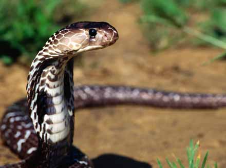 Єгипетська кобра завела акаунт в Twitter