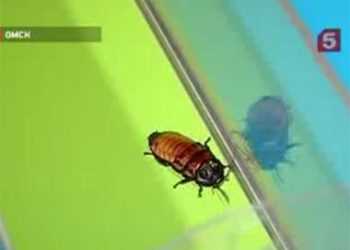 Перегони тарганів