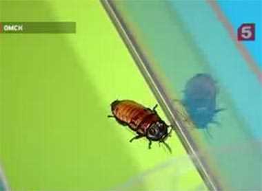 Перегони тарганів