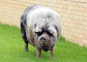 Товсте австралійське порося на прізвисько Борис