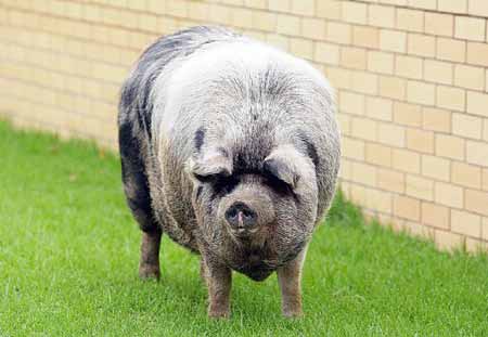 Товсте австралійське порося на прізвисько Борис