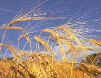 Україна можуть викинути з СОТ