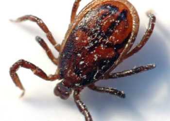 Фахівці передрікають нашестя енцефалітних кліщів