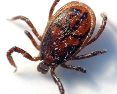Фахівці передрікають нашестя енцефалітних кліщів