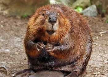 Бобри відвоювали право жити в центрі Риги