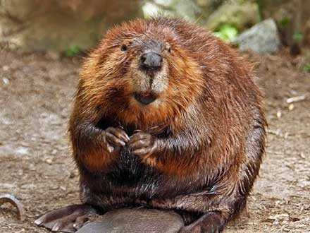 Бобри відвоювали право жити в центрі Риги