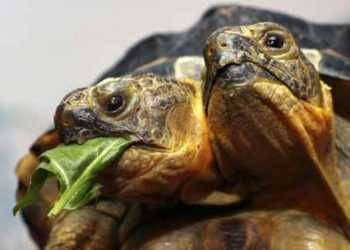 Двоголова черепаха буде провісником