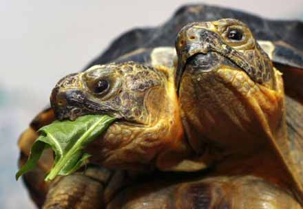 Двоголова черепаха буде провісником