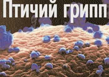 У Нідерландах у птахів зафіксований грип H7N1