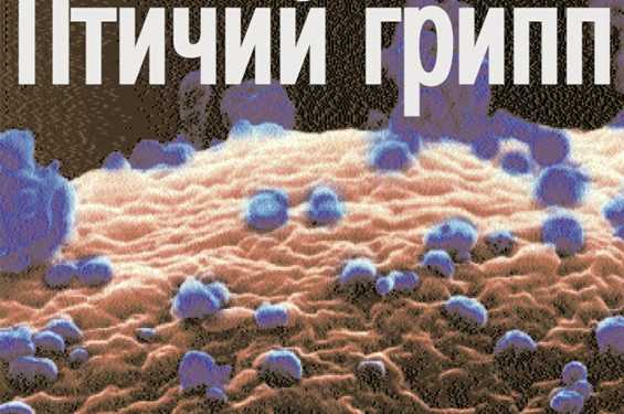 У Нідерландах у птахів зафіксований грип H7N1