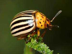 Жуки на роботі в поліції