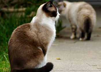 У Литві кіт проніс у в'язницю мобільник