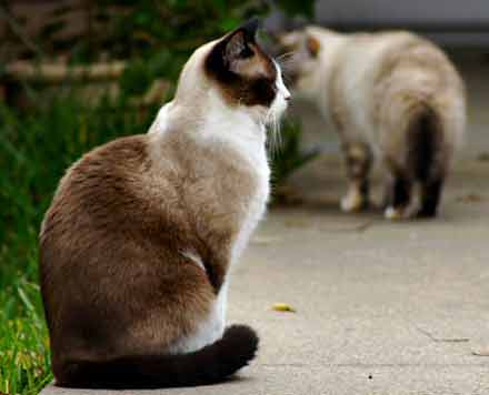 У Литві кіт проніс у в'язницю мобільник