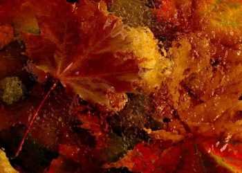 Вчені знайшли в кленовому сиропі 54 нових корисних речовини