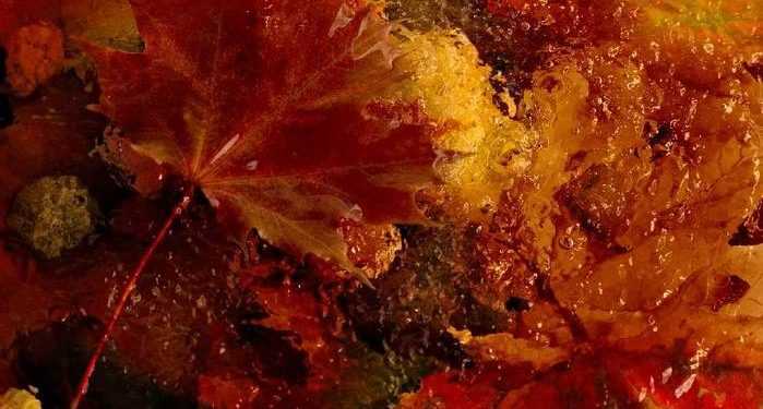 Вчені знайшли в кленовому сиропі 54 нових корисних речовини