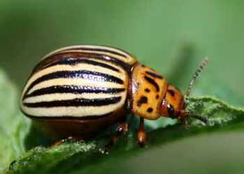 колорадський жук-борець з наркоманією