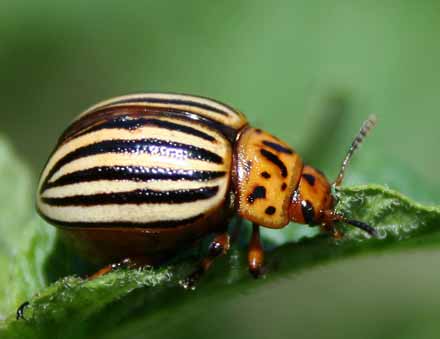 колорадський жук-борець з наркоманією