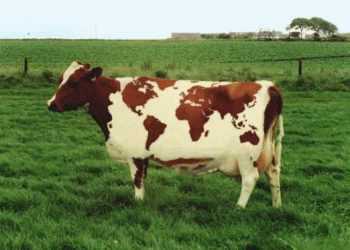 Болгарія відокремлює Туреччину парканом безпеки