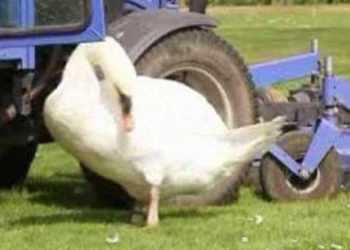 Лебідь закохався у трактор