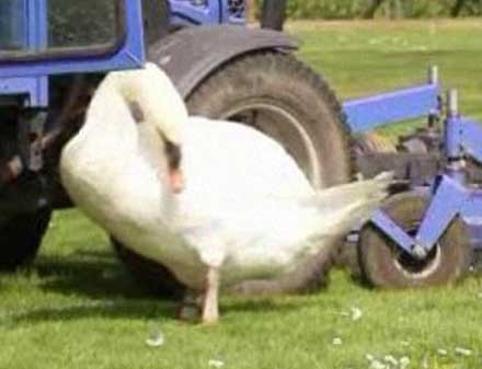 Лебідь закохався у трактор