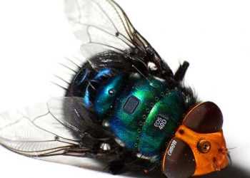 Муха, основа комп'ютерної мережі