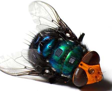 Муха, основа комп'ютерної мережі