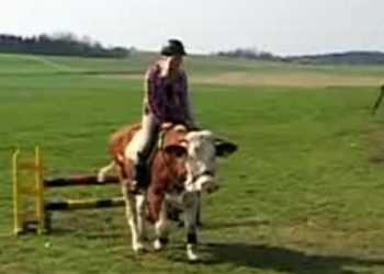 У Німеччині осідлали корову