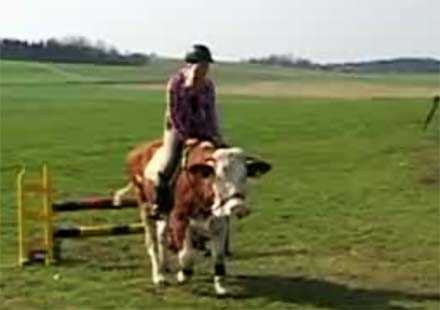 У Німеччині осідлали корову