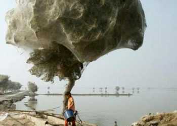 Павуки атакують провінції Пакистану