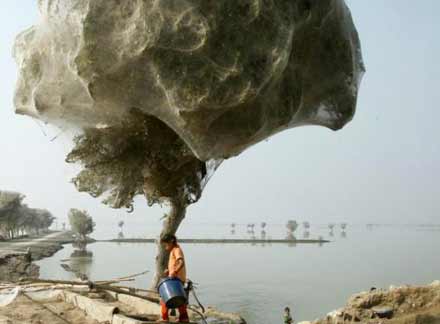 Павуки атакують провінції Пакистану