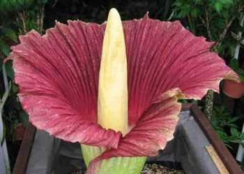 Сама смердюча квітка в світі розцвіла