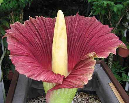 Сама смердюча квітка в світі розцвіла