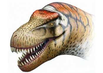 У Китаї виявили останки нового виду динозаврів Zhuchengtyrannus magnus