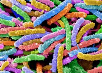 Вперше виявлені бактерії, що поїдають пластик