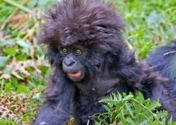 У горил знайшли традиції