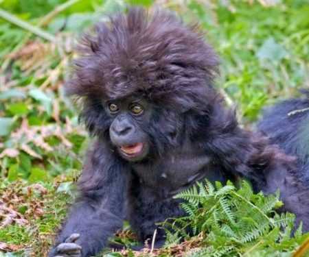 У горил знайшли традиції