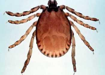 Кліщі покусали більше 100 тисяч росіян