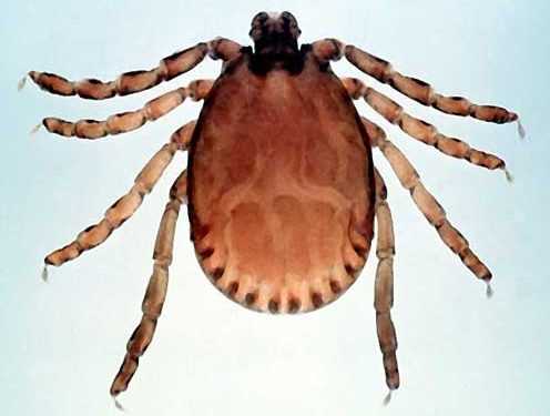 Кліщі покусали більше 100 тисяч росіян