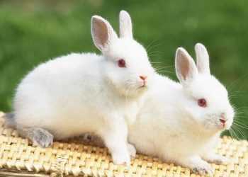 В Новій Зеландії міняють мертвих кроликів на пиво