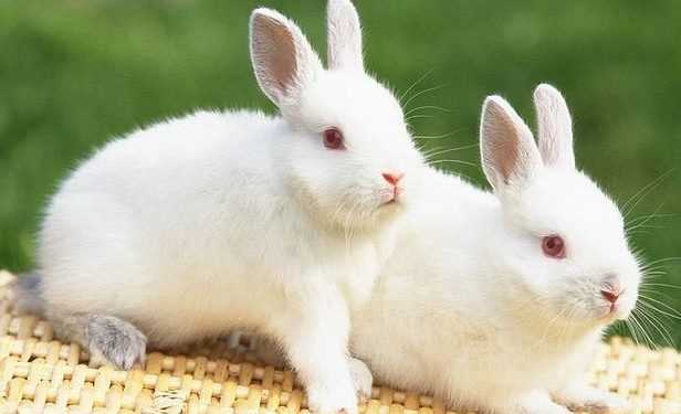 В Новій Зеландії міняють мертвих кроликів на пиво