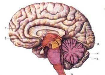 Віра призводить до атрофії мозку