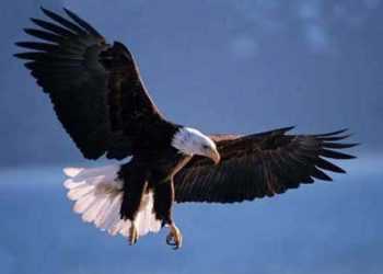 Онлайн трансляція життя орлів побила рекорди переглядів в інтернеті