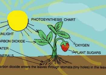 Вчені створили штучний фотосинтез