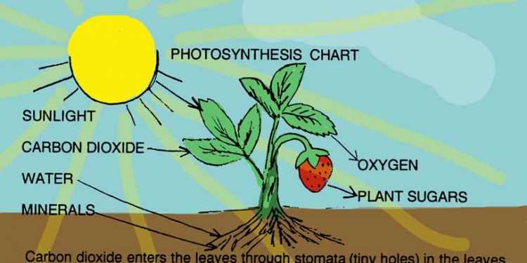 Вчені створили штучний фотосинтез